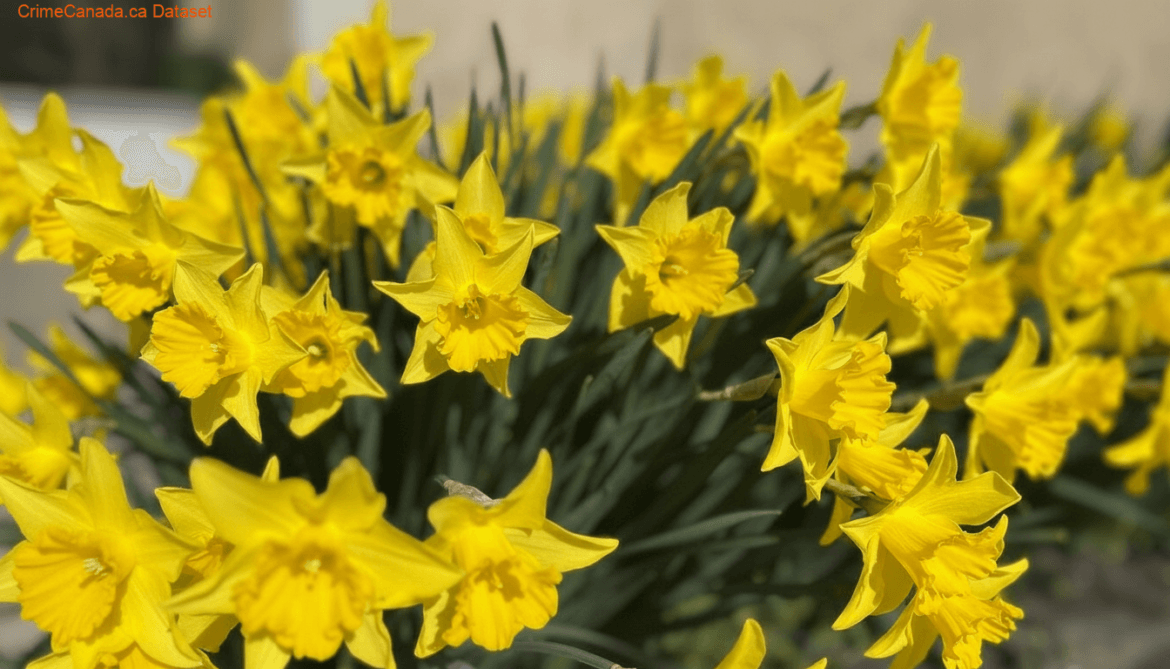 Decorative plant theft investigation at a south-end Guelph business